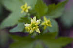 Blisterwort <BR>Hooked Buttercup